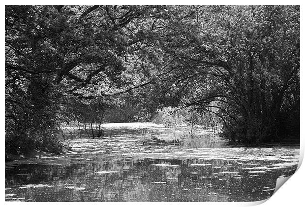 Wanstead Park bw Print by David French