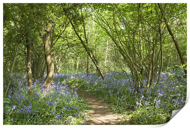 Bluebells Belhus Woods Print by David French