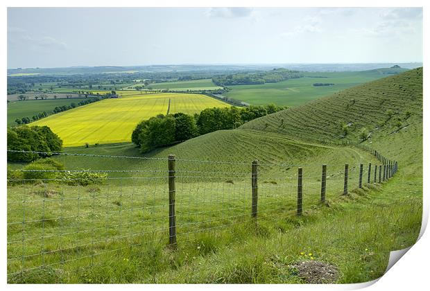 Vale of Pewsey Wiltshire Downs Print by David French