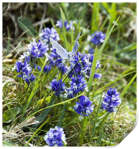 Chalkhill Blue Butterfly Print by David French