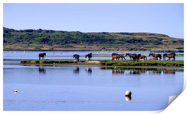 New Forest Pony's Print by David French