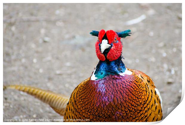 Pheasant colours of beauty Print by Julie Tattersfield