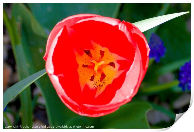 Tulip opening in the sunshine Print by Julie Tattersfield