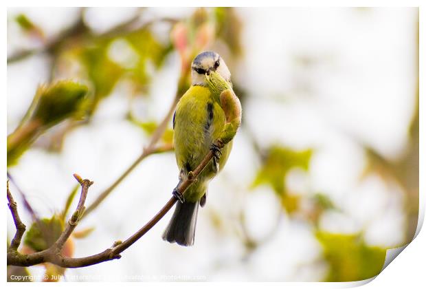 Blue Tit looking right at you! Print by Julie Tattersfield