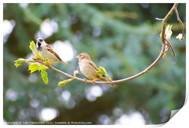 Pair of Sparrows enjoying some lunch Print by Julie Tattersfield