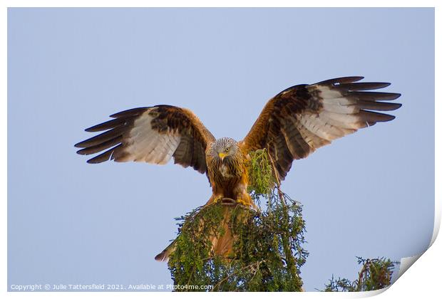 Red Kite showing off! Print by Julie Tattersfield