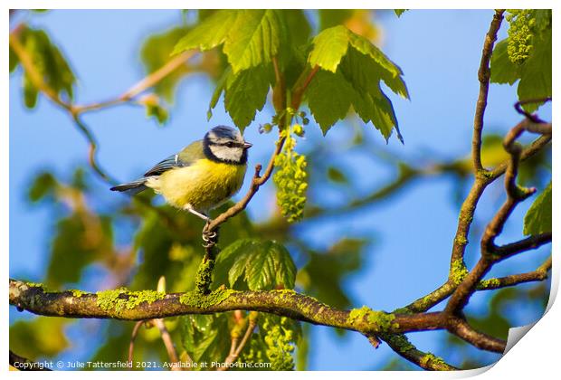Blue Tit perched ready for its next meal  Print by Julie Tattersfield