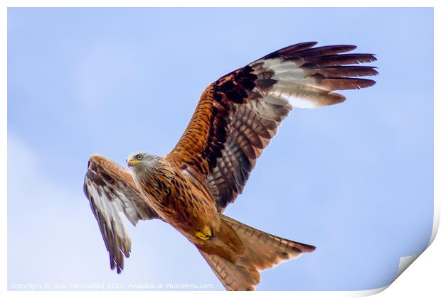 Red Kite looking focused Print by Julie Tattersfield