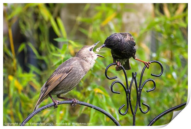 Starling feeding its  fledgling Print by Julie Tattersfield