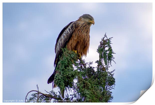 Red Kite in full concentration! Print by Julie Tattersfield