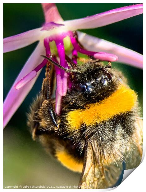 Bumble Bee's lunch! Print by Julie Tattersfield