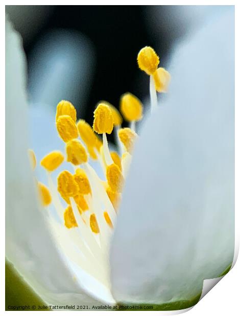 Pistil within the core of a brilliant white flower Print by Julie Tattersfield