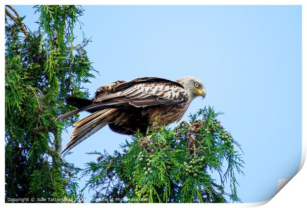 Red Kite perched on tree Print by Julie Tattersfield