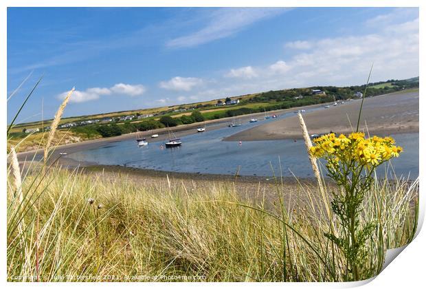 Yellow coastal flowers framing the River Nevern Print by Julie Tattersfield
