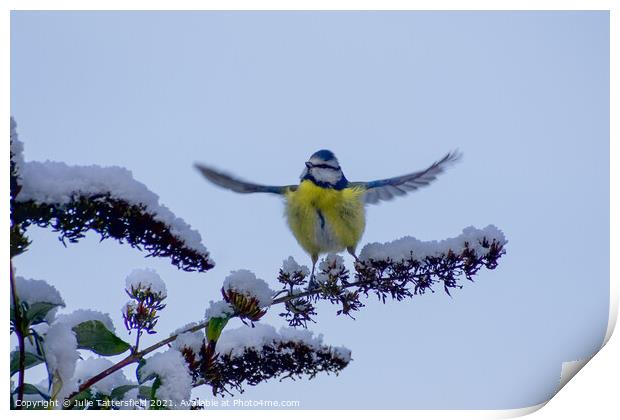 Blue Tit ready to fly! Print by Julie Tattersfield