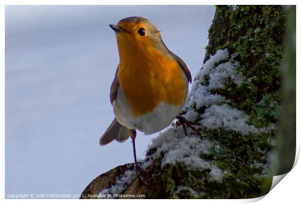 Vibrant  Robin redbreast keeping an  eye out! Print by Julie Tattersfield