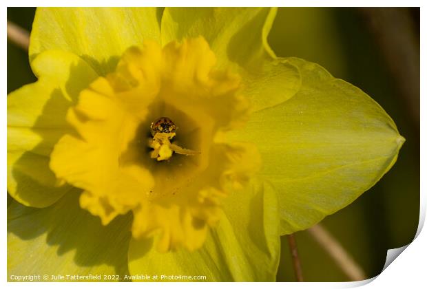 Ladybird bathing in nectar  from the Daffodil Print by Julie Tattersfield
