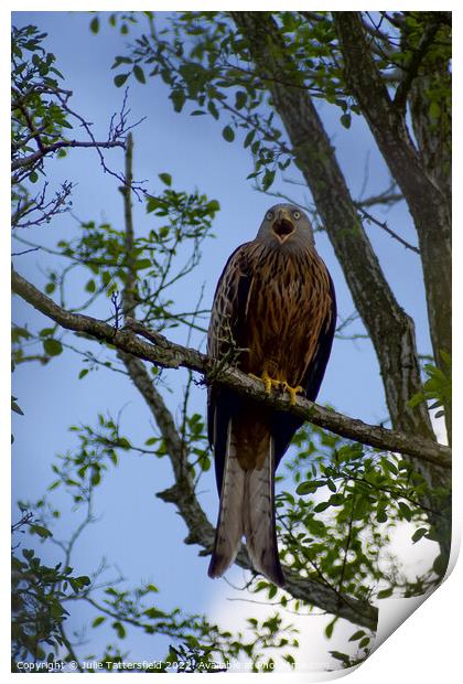 Red Kite Print by Julie Tattersfield