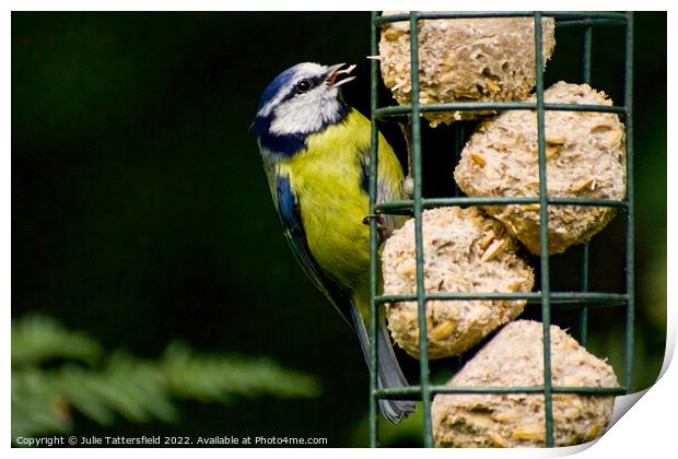 Hungry Blue Tit Print by Julie Tattersfield