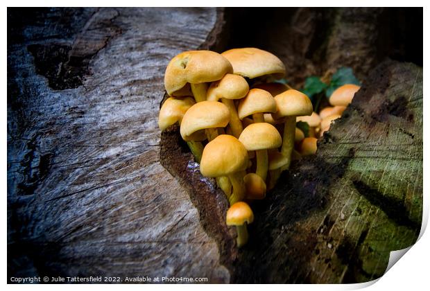 fungi's natural home Print by Julie Tattersfield