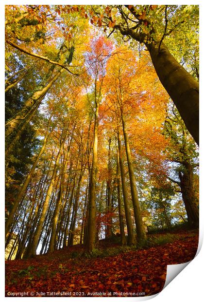 Looking up into Autumn Print by Julie Tattersfield