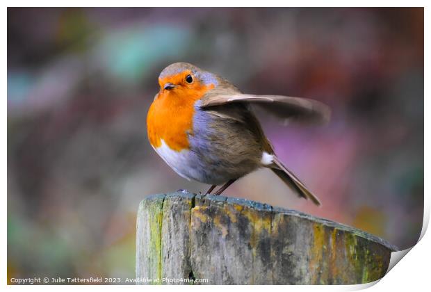 Robin about to fly!  Print by Julie Tattersfield