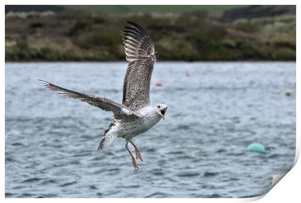 Seagull acrobatics Print by Julie Tattersfield