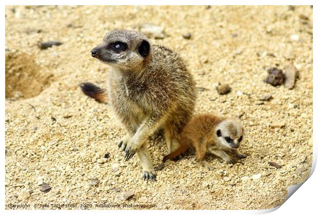 Meerkat and pup Print by Julie Tattersfield