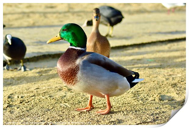 Mallard duck standing out from the crowd Print by Julie Tattersfield