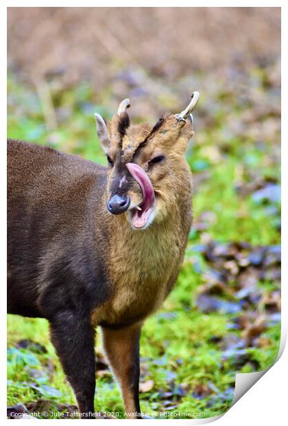 A fun photo of a Muntjac deer  Print by Julie Tattersfield