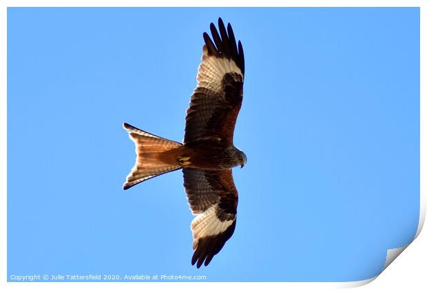 Red Kite soaring the sky in Oxfordshire Print by Julie Tattersfield