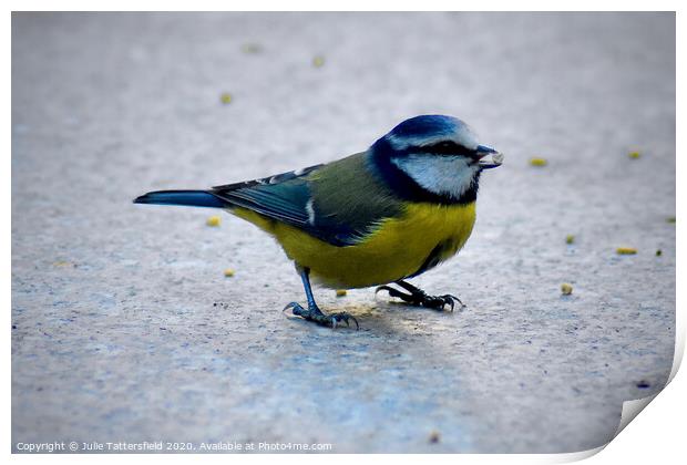 Blue tit enjoying the seed Print by Julie Tattersfield