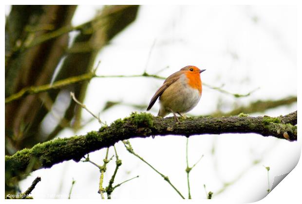 Robin perched on a tree branch Print by Julie Tattersfield