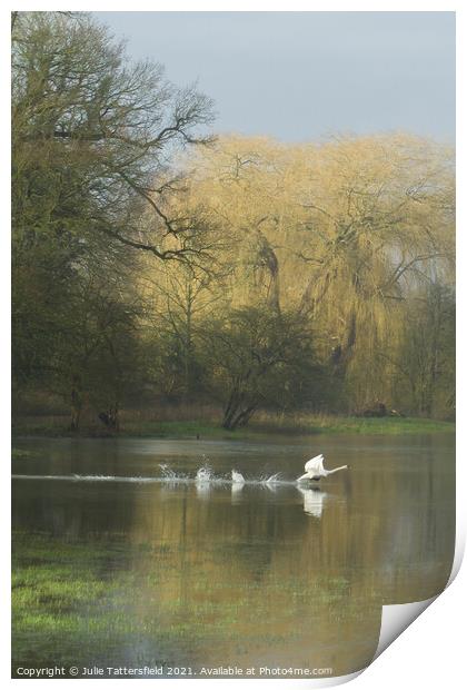 swan ready for take off! Print by Julie Tattersfield