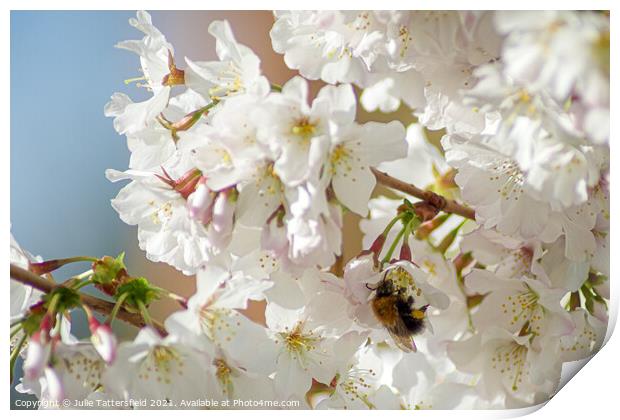 Bee enjoying the pollen from the spring blossom  Print by Julie Tattersfield