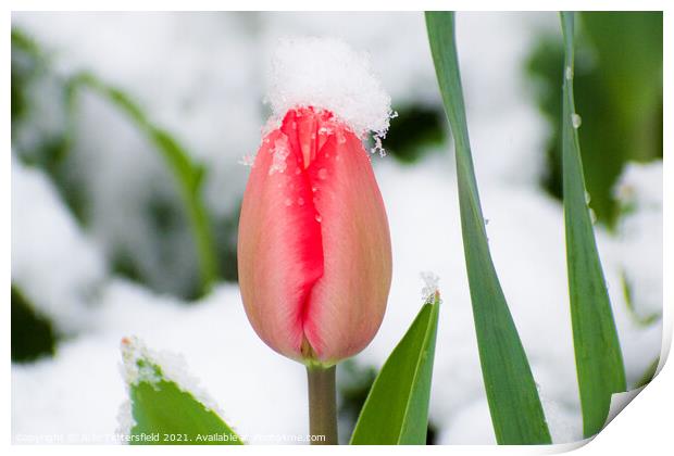 pink tulip in the spring snow Print by Julie Tattersfield