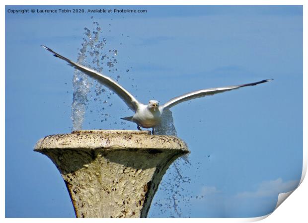 Seagull taking flight from fountain Print by Laurence Tobin