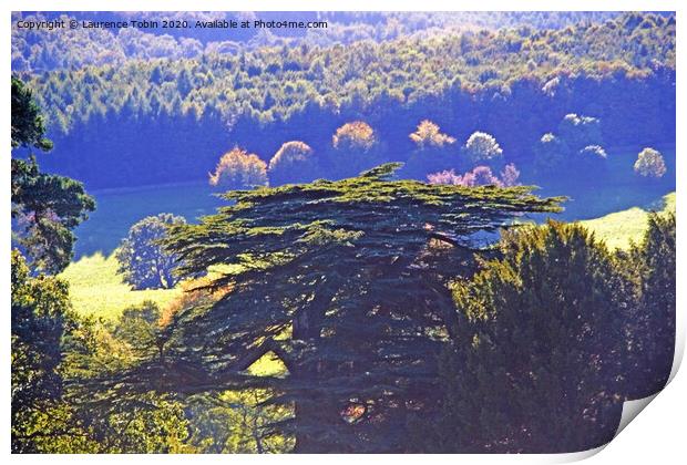 Sunlit Woods near Bakewell, Derbyshire Dales Print by Laurence Tobin