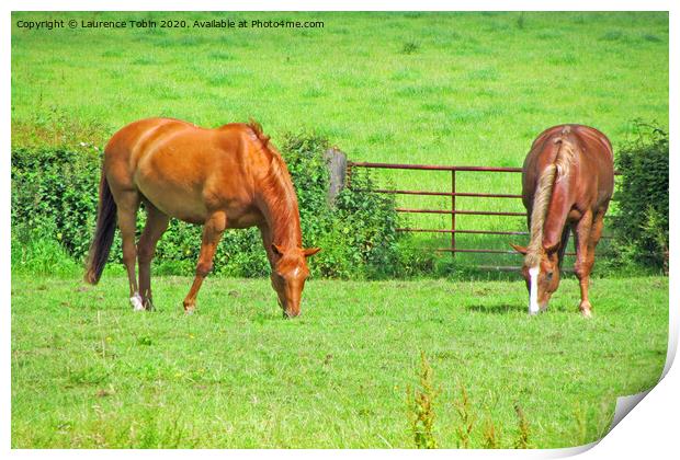 Horses Grazing in Warwicksire Print by Laurence Tobin