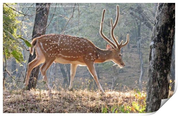Young Deer. Ranthambore National Park, India Print by Laurence Tobin