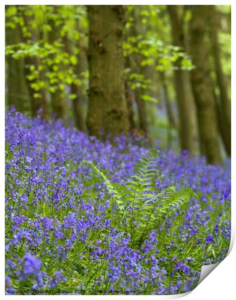 Bluebells Bothal Northumberland Print by David Thompson