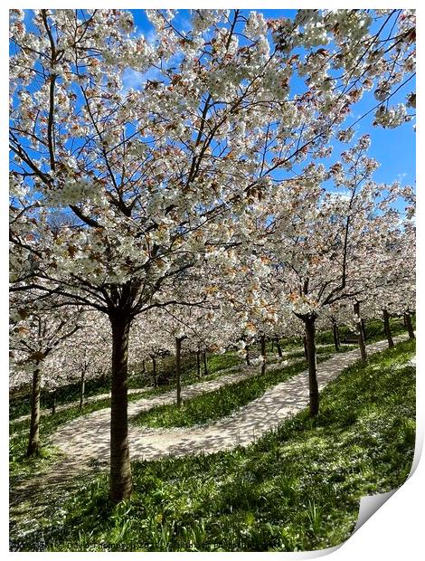 Cherry Blossom Alnwick  Print by David Thompson