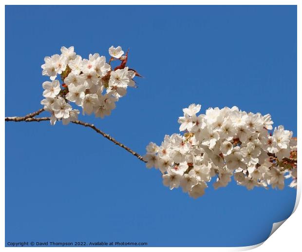 Cherry Blossom Print by David Thompson