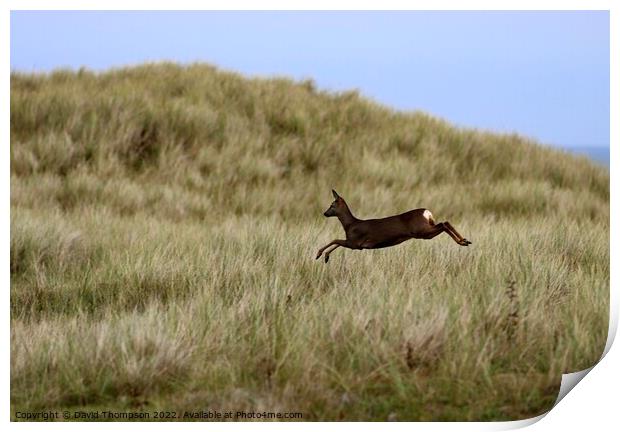 Holy Island Deer in the Dunes  Print by David Thompson