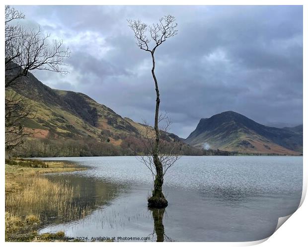 Buttermere Lone Tree Print by David Thompson