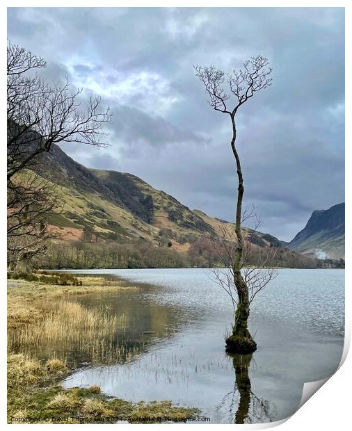 Lone tree Buttermere Print by David Thompson