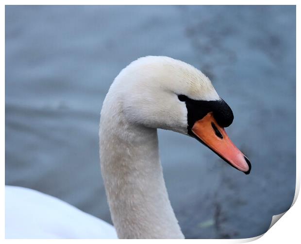 Swan River Wansbeck  Print by David Thompson