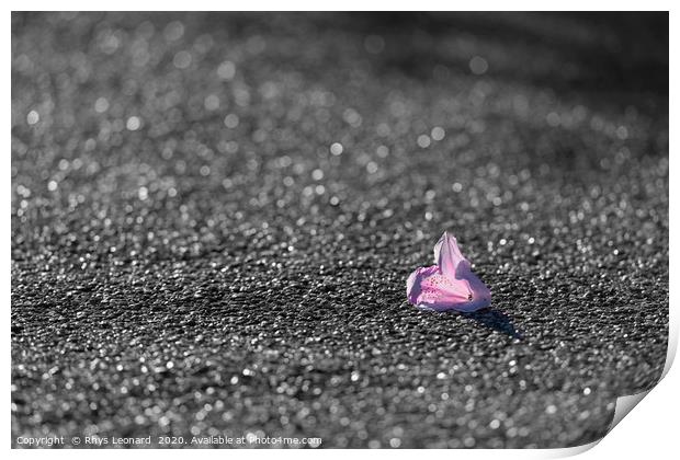 colorful Pink and red flower fallen on grey tarmac Print by Rhys Leonard