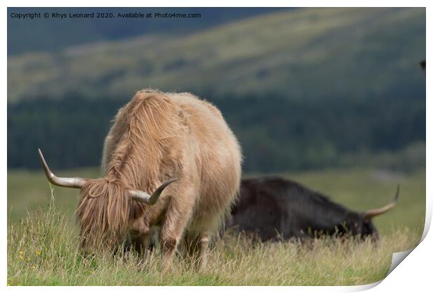 Isle of Mull highland cattle grazing. Print by Rhys Leonard