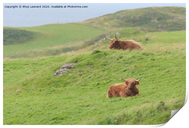 Two male highland cattle bulls lye amongst windswept grass, one chews, one on a mound. Print by Rhys Leonard